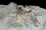Hylodecrinus Crinoid Fossil - Indiana #66042-3